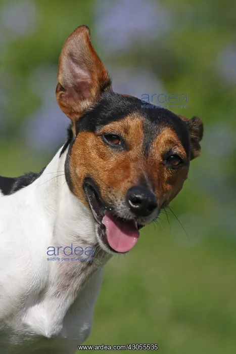 : Portrait of a Jack Russell Terrier twitching one ear : Portrait of a Jack Russell Terrier twitching one ear