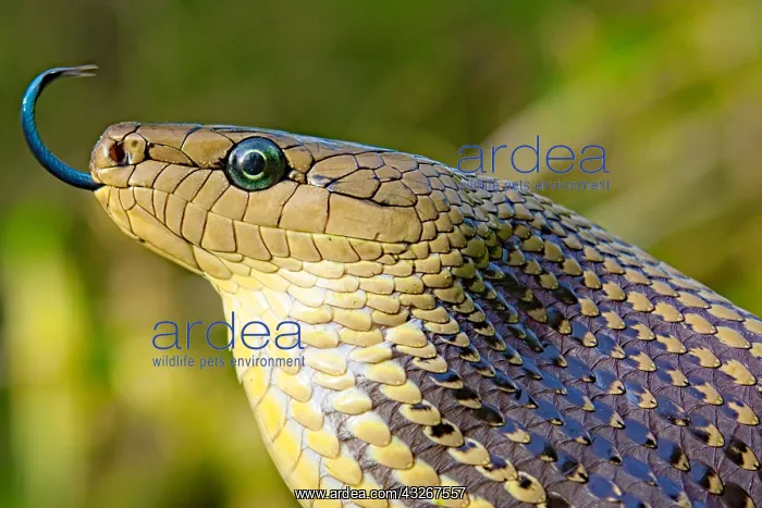 : Portrait of Jansens Rat Snake (Gonyosoma jansenii) : Portrait of Jansens Rat Snake (Gonyosoma jansenii)