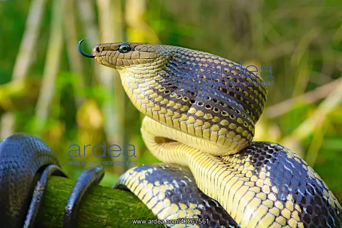 : Portrait of Jansens Rat Snake (Gonyosoma jansenii) : Portrait of Jansens Rat Snake (Gonyosoma jansenii)