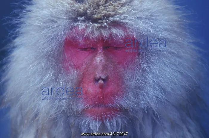 : Portrait of Japan Macaque (Macaca fuscata) asleep : Portrait of Japan Macaque (Macaca fuscata) asleep