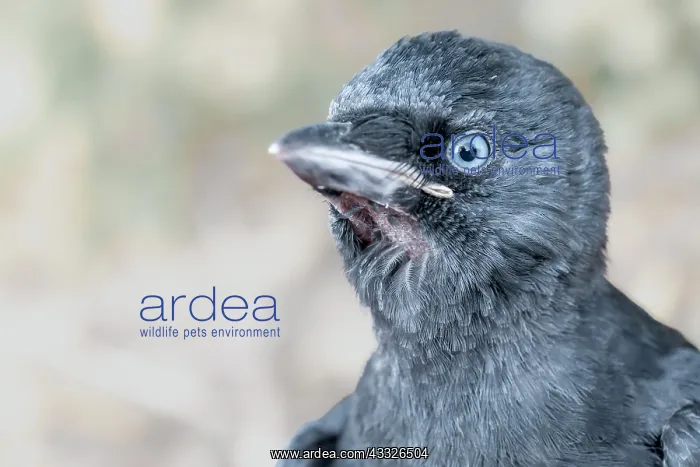 : Portrait of a juvenile Jackdaw (Coloeus monedula : Portrait of a juvenile Jackdaw (Coloeus monedula