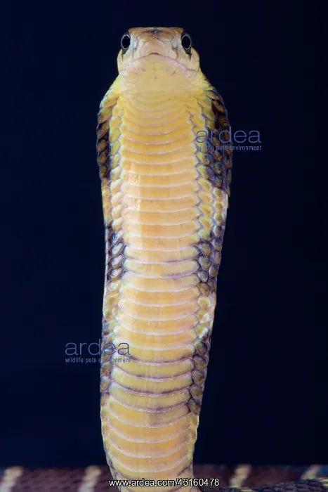 : Portrait of King cobra (Ophiophagus hannah) on black : Portrait of King cobra (Ophiophagus hannah) on black