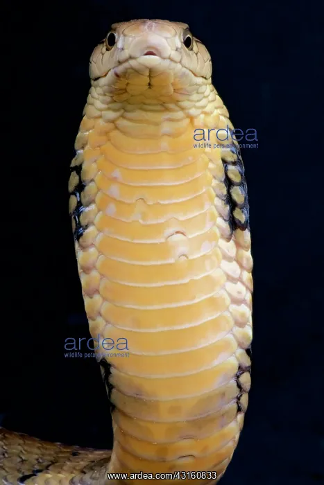  : Portrait of King cobra (Ophiophagus hannah) on black