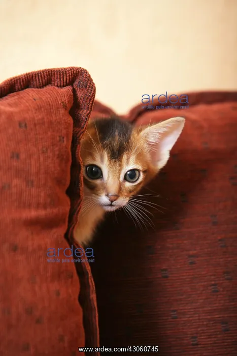 : Portrait of a Kitten Abyssinian hiding in the sofa France : Portrait of a Kitten Abyssinian hiding in the sofa France