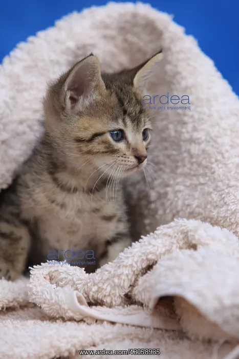 : Portrait of a kitten in a bath towel : Portrait of a kitten in a bath towel