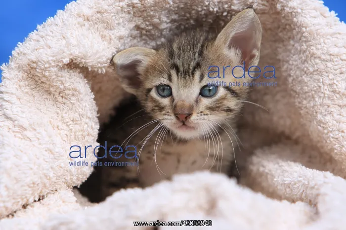 : Portrait of a kitten in a bath towel : Portrait of a kitten in a bath towel