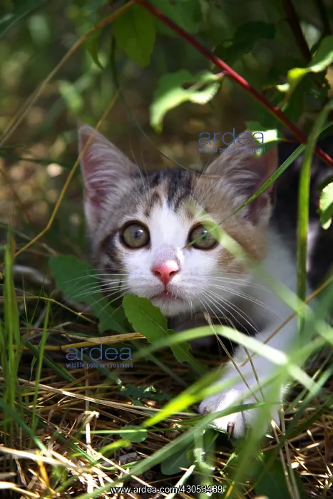 : Portrait of a Kitten hidden under a bush : Portrait of a Kitten hidden under a bush