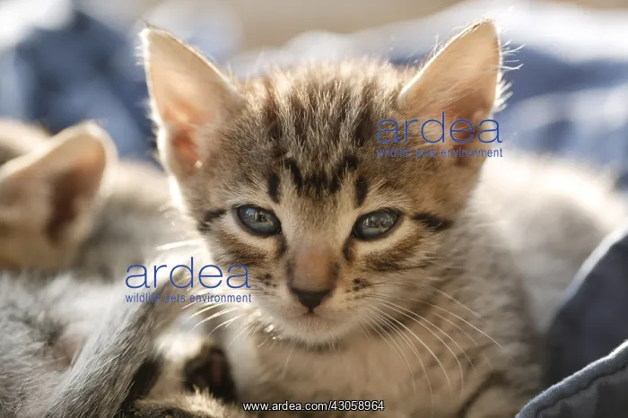 : Portrait of a kitten lying down : Portrait of a kitten lying down