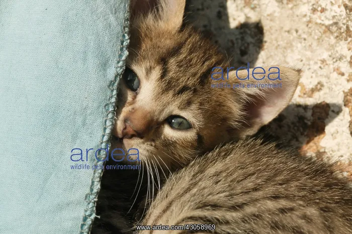 : Portrait of a kitten lying down : Portrait of a kitten lying down