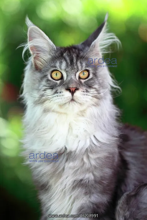  : Portrait of a kitten Maine Coon aged 4 months