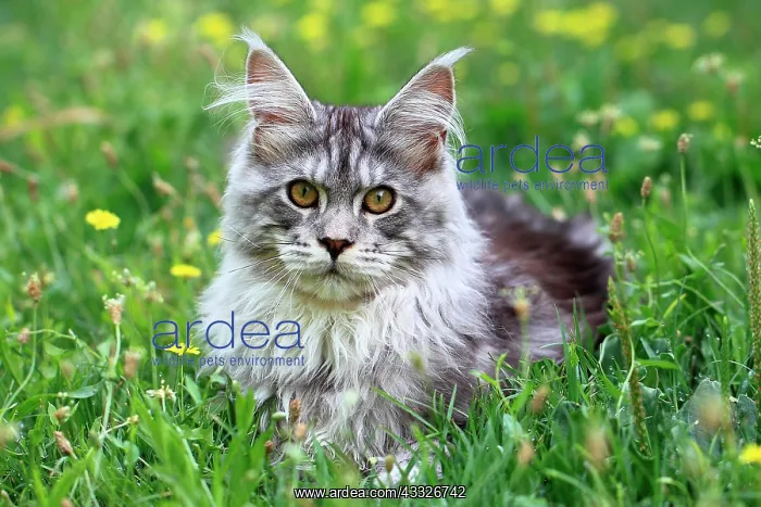 : Portrait of a kitten Maine Coon aged 4 months ly : Portrait of a kitten Maine Coon aged 4 months ly