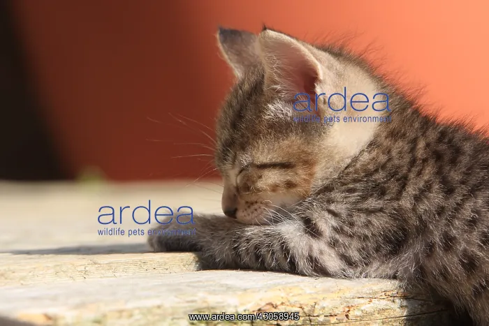 : Portrait of a kitten sleeping : Portrait of a kitten sleeping