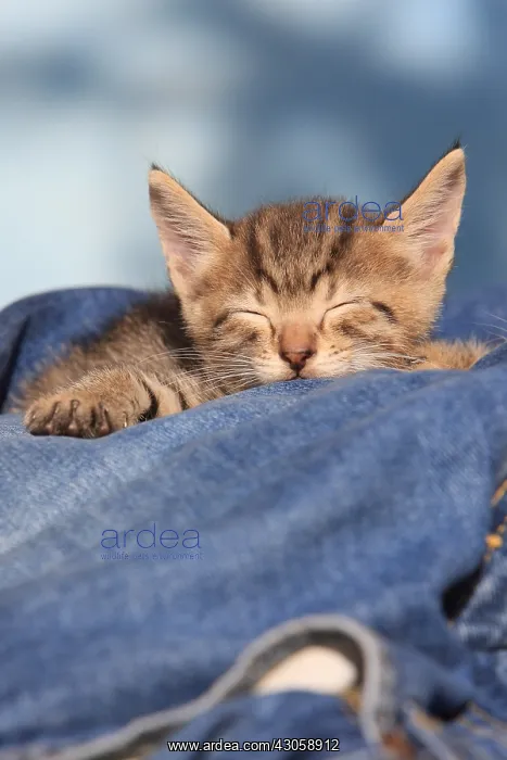 : Portrait of a kitten sleeping on trousers : Portrait of a kitten sleeping on trousers