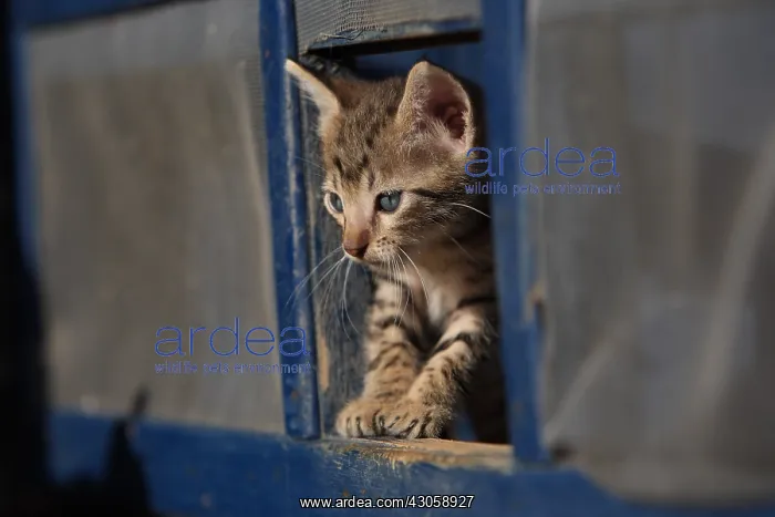 : Portrait of a kitten in a square opening : Portrait of a kitten in a square opening