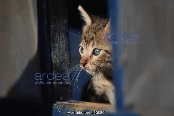 : Portrait of a kitten in a square opening : Portrait of a kitten in a square opening