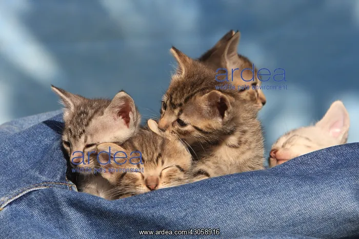 : Portrait of kittens sleeping on trousers : Portrait of kittens sleeping on trousers