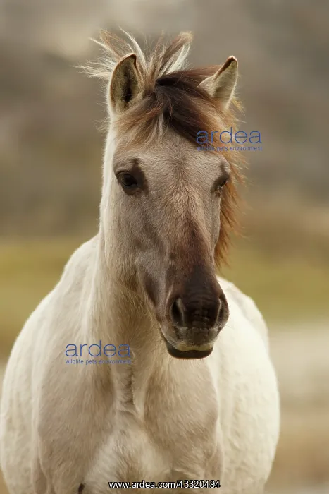 : Horse. A portrait of a Konik horse (Equus caballus) : Horse. A portrait of a Konik horse (Equus caballus)