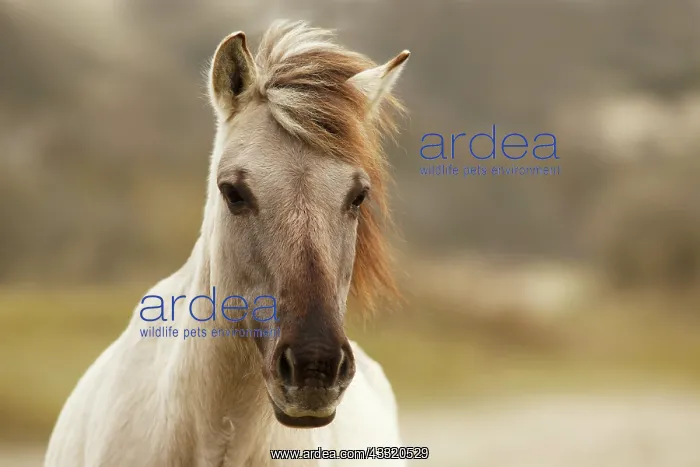 : Horse. A portrait of a Konik horse (Equus caballus) : Horse. A portrait of a Konik horse (Equus caballus)