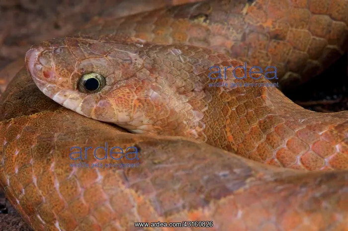 : Portrait of Kukri snake (Oligodon purpurascens) : Portrait of Kukri snake (Oligodon purpurascens)