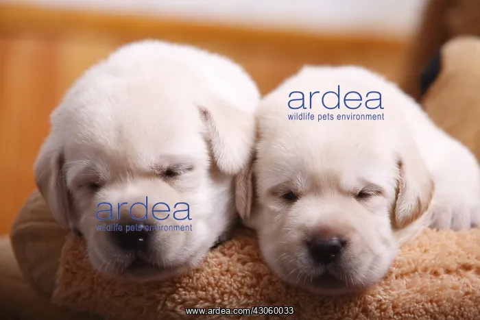  : Portrait of two labrador puppies sleeping France