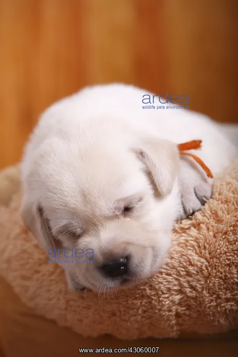 : Portrait of a labrador puppy asleep France : Portrait of a labrador puppy asleep France