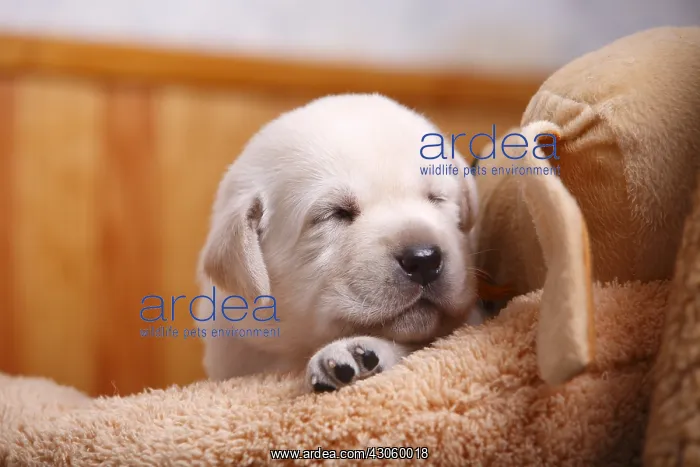 : Portrait of a labrador puppy sleeping France : Portrait of a labrador puppy sleeping France