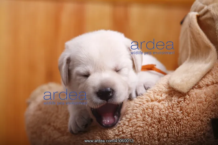 : Portrait of a labrador puppy yawning France : Portrait of a labrador puppy yawning France