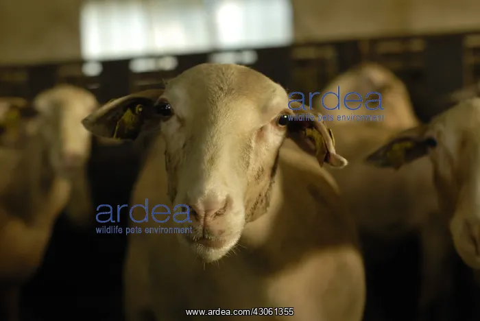 : Portrait of Lacaune sheep in winter Levezou Aveyron France : Portrait of Lacaune sheep in winter Levezou Aveyron France