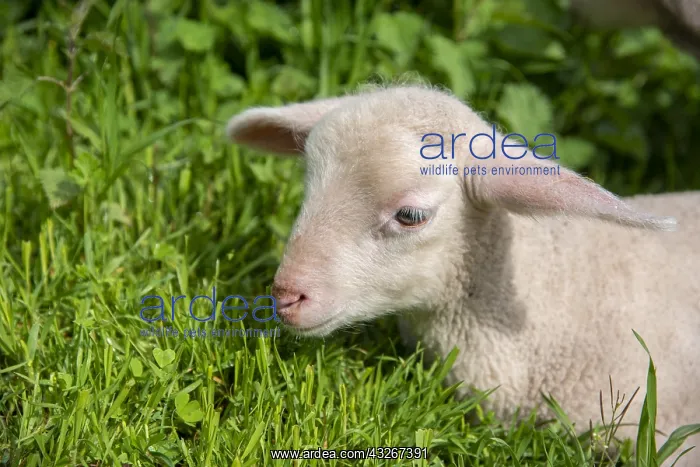 : Portrait of lamb in a meadow, Spring, Moselle, France : Portrait of lamb in a meadow, Spring, Moselle, France