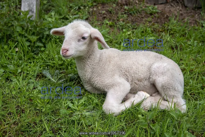 : Portrait of lamb in a meadow, Spring, Moselle, France : Portrait of lamb in a meadow, Spring, Moselle, France
