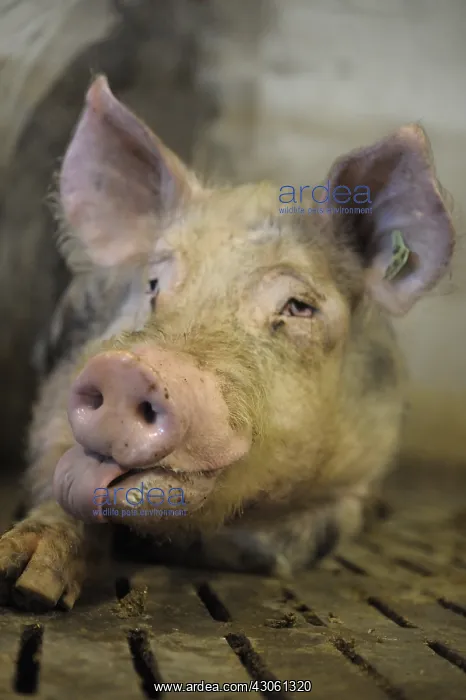 : Portrait of Landrace Pig in stall Breeding Industry : Portrait of Landrace Pig in stall Breeding Industry