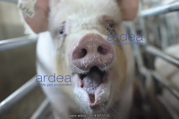 : Portrait of Landrace in stall Pig Breeding Industry : Portrait of Landrace in stall Pig Breeding Industry