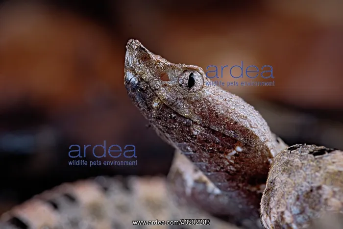 : Portrait of Lansberg's hognosed pitviper (Porthidium : Portrait of Lansberg's hognosed pitviper (Porthidium