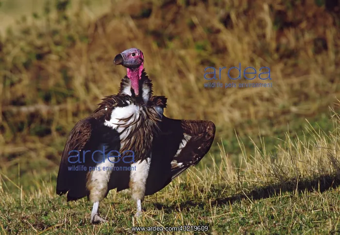 : Portrait of Lappet-faced or Nubian Vulture : Portrait of Lappet-faced or Nubian Vulture