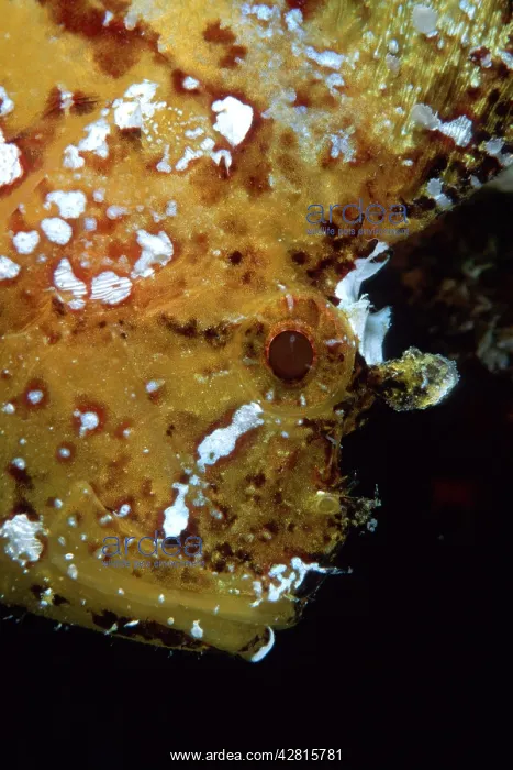  : Portrait of leaf fish, Taenianotus triacanthus, Witu island
