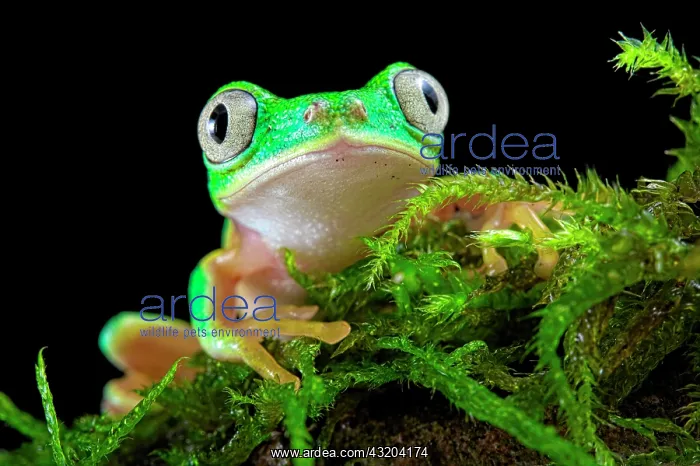 : Portrait of Lemur Leaf-frog (Agalychnis lemur) on : Portrait of Lemur Leaf-frog (Agalychnis lemur) on