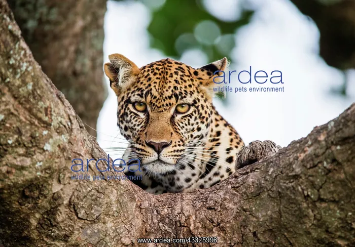 : Portrait of a leopard (Panthera pardus pardus) o : Portrait of a leopard (Panthera pardus pardus) o