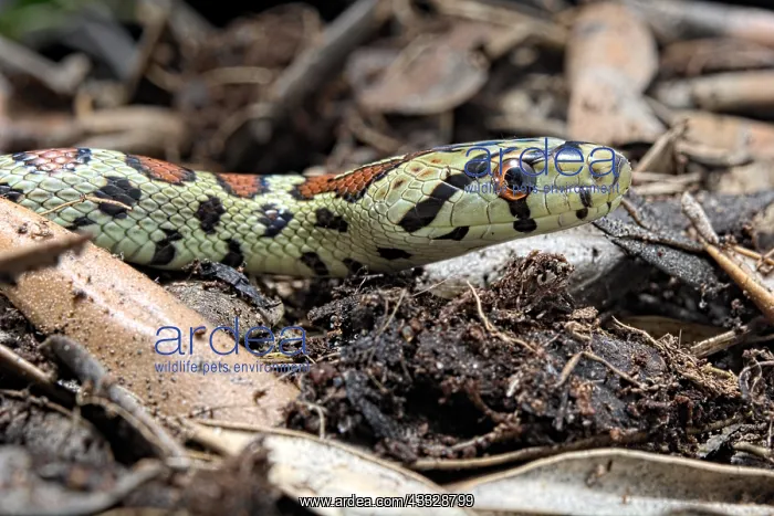 : Portrait of Leopard Rat Snake (Zamenis situla) : Portrait of Leopard Rat Snake (Zamenis situla)