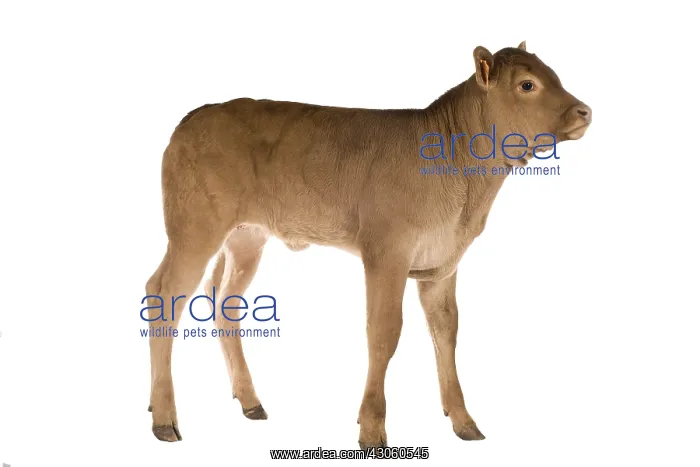 : Portrait of a Limousin calf in the studio : Portrait of a Limousin calf in the studio