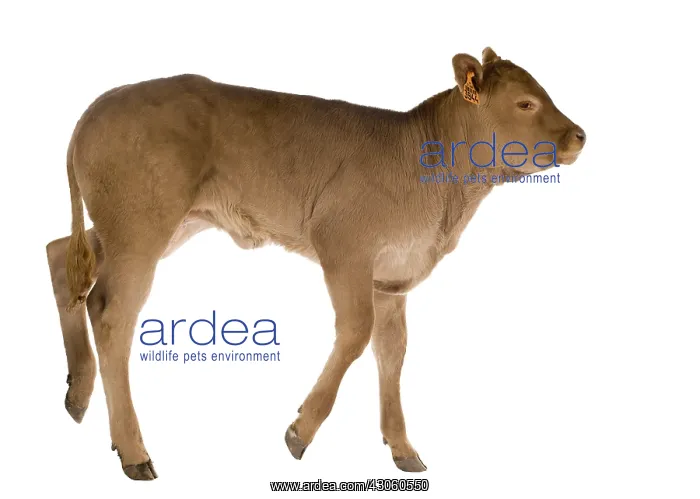 : Portrait of a Limousin calf in the studio : Portrait of a Limousin calf in the studio
