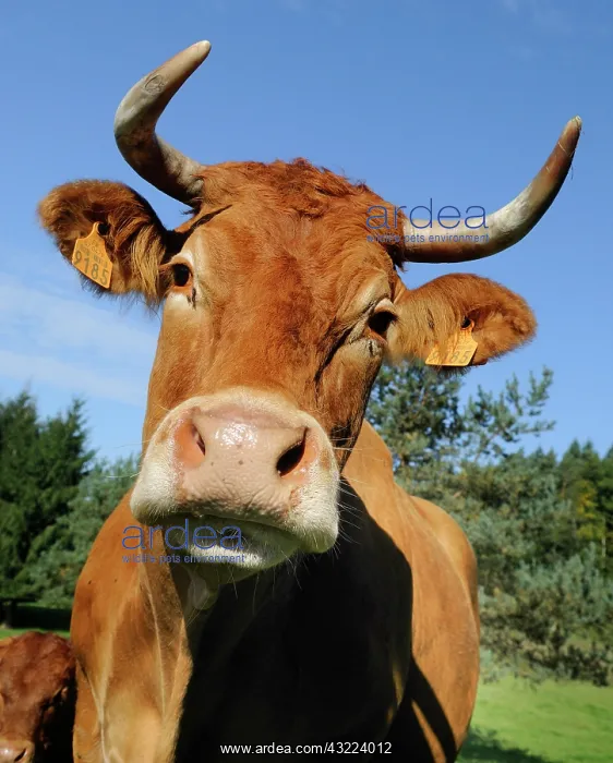  : Portrait of Limousine Cow in meadow - Northern Vosges France