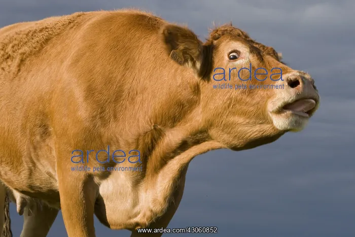 : Portrait of a Limousine cow mooing France : Portrait of a Limousine cow mooing France