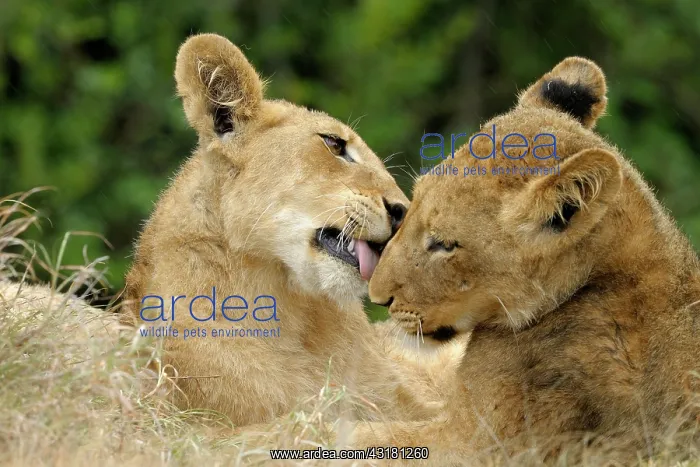 : Lion. Portrait of two Lion cubs (Panthera leo) cleaning each other while : Lion. Portrait of two Lion cubs (Panthera leo) cleaning each other while