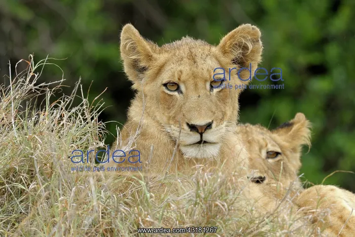 : Lion. Portrait of two Lion cubs (Panthera leo)lying in grass and looking at the camera : Lion. Portrait of two Lion cubs (Panthera leo)lying in grass and looking at the camera