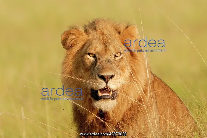 : Lion. Portrait of a Lion (Panthera leo) sitting in grassland and looking at the camera : Lion. Portrait of a Lion (Panthera leo) sitting in grassland and looking at the camera