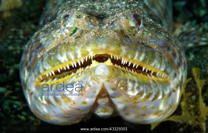 : Portrait of Lizarfish (Synodus synodus) on bottom : Portrait of Lizarfish (Synodus synodus) on bottom