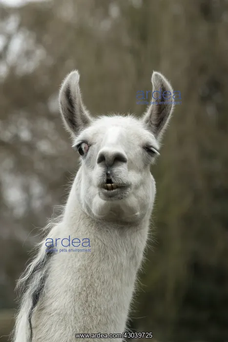: Portrait of a Llama : Portrait of a Llama