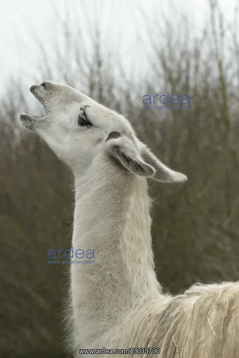 : Portrait of a Llama : Portrait of a Llama