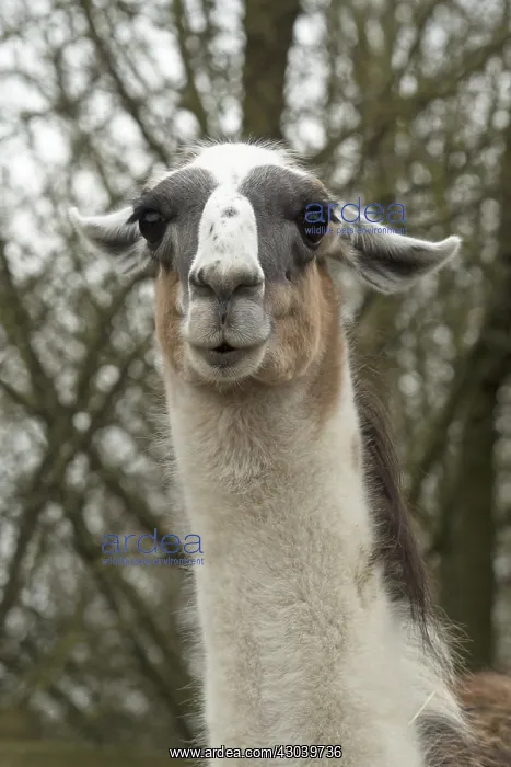 : Portrait of a Llama : Portrait of a Llama