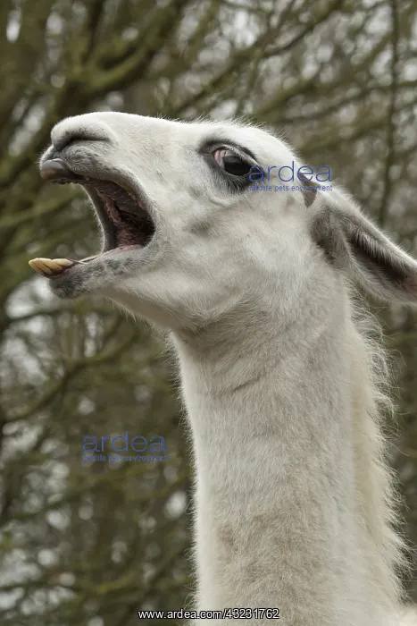 : Portrait of a Llama : Portrait of a Llama